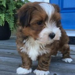 Havanese Puppies from Col-Haven Havanese