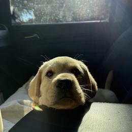 Labrador Retriever Puppies from Hansen Retrievers