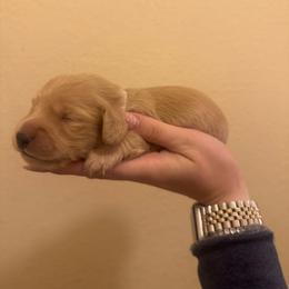 White Collar Female - Cream female Dachshund puppy in Grandview, Texas from LF & Co Dachshunds