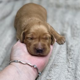 Boy 2 - Yellow male Labrador Retriever puppy in Grand Rivers, Kentucky from Big Water Dreams Retrievers