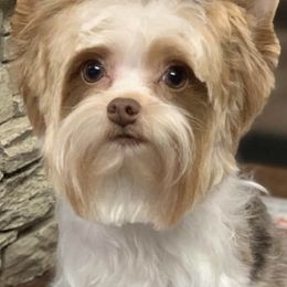 Mork - Yorkshire Terrier