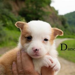 Dancer - Red female Pembroke Welsh Corgi puppy in Manchester, Kentucky from Riverside Corgis