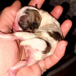 Moonlight Kisses - Chocolate parti female Pomeranian puppy in East Mountain, Texas from Fairchild Fancy Pomeranians and Coachella Pomeranians