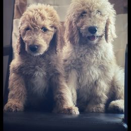Goldendoodle Puppies from Rolling Acres Doodles and Poodles
