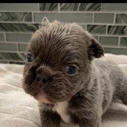 George Clooney - Blue male French Bulldog puppy in Las Vegas, Nevada from Let it Ride Bulldogs