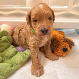 J-Man - Apricot male Goldendoodle puppy in Cape Coral, Florida from Nay Nays Mini Doodles