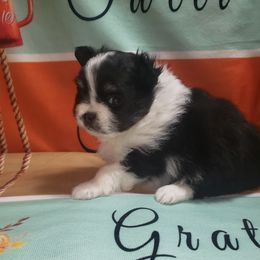Genevieve - Black and tan parti female Pomeranian puppy in Weatherford, Texas from Jeweled Poms