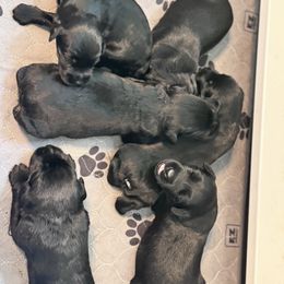 Boy 5 - Black male Giant Schnauzer puppy in Bois D’arc, Missouri from Down Low Kennels formerly LNL’s Giant Schnauzers and T9 Giants