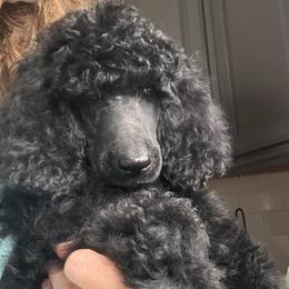 Drake - Black male Poodle puppy in Greenwich, New York from MizzElle’s Standard Poodles