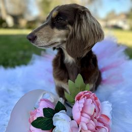 Maple - Dachshund