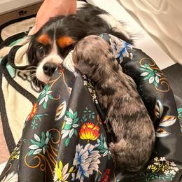 Iinka - Merle female Cavapoo puppy in Tucson, Arizona from Cavapoo Puppy Parade