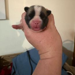 Boy 1 - White and fawn male French Bulldog puppy in Lakeland, Florida from Fur Love And Puppies