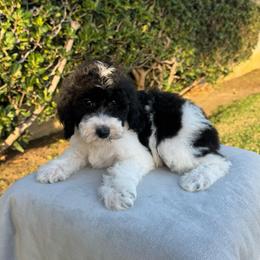 Nash - Parti male Poodle puppy in Los Angeles, California from Exquisite Doodles