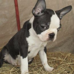 Boston Terriers from Tracys Tiny Bostons