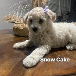 White female - White female Assorted Doodle Crosses puppy in O'fallon, Missouri from Sister Sister Cavapoos