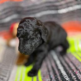 Running Bear - Black male Poodle puppy in Hesperia, California from Whitesock Standard Poodles
