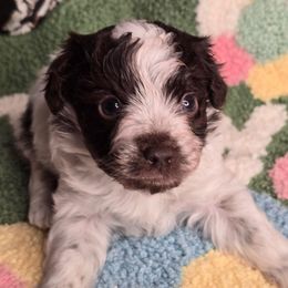 Bernie - Chocolate, tan and white male Yorkshire Terrier puppy in California from Yorkie & Maltese Royalty