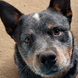 Australian Cattle Dogs from 4Directions Cattle Dogs