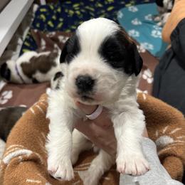Boy 4 - male Saint Bernard puppy in Paramount Long Meadow, Maryland from M&R SKYHAVEN SAINTS