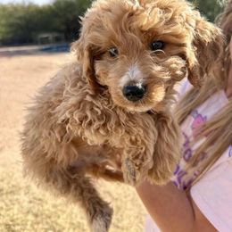 Chessy - Cream male Goldendoodle puppy in Tucson, Arizona from Ever After Doodles Arizona