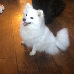 Tiger Lilly - American Eskimo Dog