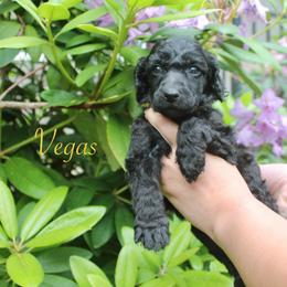 Vegas - Black female Poodle puppy in Eugene, Oregon from Mount Zion Kennels