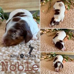 Noble - AKC - Silky - Chocolate and tan male Dachshund puppy in Kemp, Texas from Koli Acres