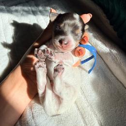 Shadow - Piebald male Dachshund puppy in Merced, California from The Graceful Dachshund Kennel