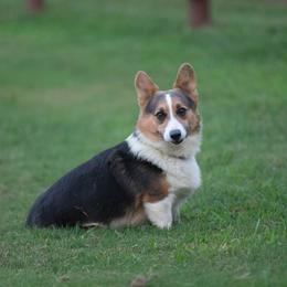 Stocker - Pembroke Welsh Corgi