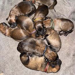 Boa - Fawn male Belgian Malinois puppy in Briggs, Texas from Madhouse’s Belgian Malinois and German Shepherds