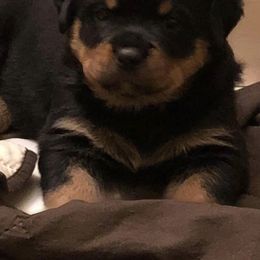 Rottweiler Puppies from Von Haenns Rottweilers