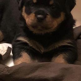 Rottweiler Puppies from Von Haenns Rottweilers