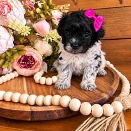 Maltipoo puppies from Country Cottage Puppies