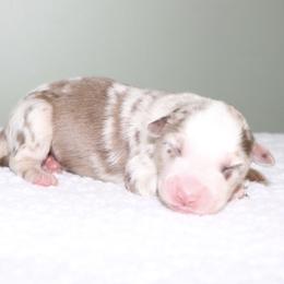 Mantis - Red merle male Australian Shepherd puppy in Macon, Georgia from Shaina’s Shepherds