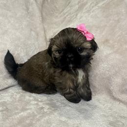 Dolly - Brindle female Shih Tzu puppy in California from Boodaboo Shih Tzu’s