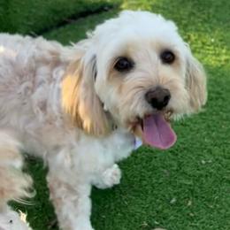 Bella - Cockapoo