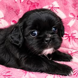 Truvy - Black and white female Shichon puppy in St. Johns, Florida from Log Cabin Teddy Bears