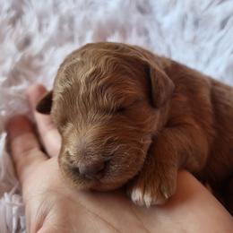 Purple- Collar - Red  female Goldendoodle puppy in Fairmont, West Virginia from Mountainside Doodles, LLC