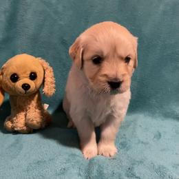 Peaches - Light golden female Golden Retriever puppy in Ennis, Texas from Amberidge Golden Retrievers