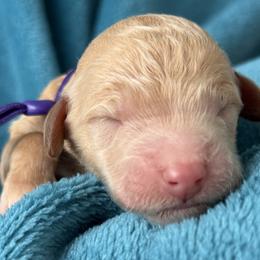Girl 2 - female Poodle puppy in Screven, Georgia from Dreamland Standard Poodles