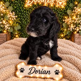 Dorian - Black male Goldendoodle puppy in Moreno Valley, California from Rainbow SoCal Doodles