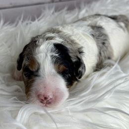 Amire - Merle female Australian Labradoodle puppy in Mansfield, Ohio from Providence Labradoodles, LLC