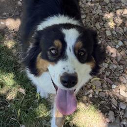 Lily - Australian Shepherd
