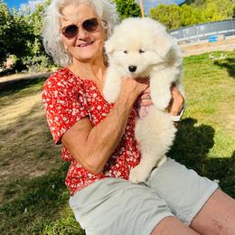 Boy 3 - White male Samoyed puppy in Spring City, Utah from White Rocks Samoyeds