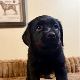 Yellow Girl - Black female Labrador Retriever puppy in North Pole, Alaska from Mulberry Retrievers