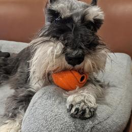 Miniature Schnauzer puppies from Hall Miniature Schnauzers