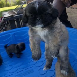 Pekingese Puppies from Pekingese Forever Home