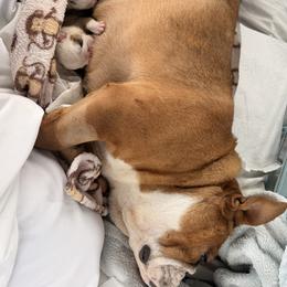 Luna - Bulldog
