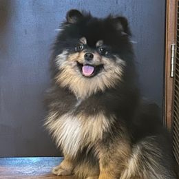Zorro - Pomeranian