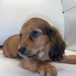 Rosalie - Sable female Dachshund puppy in California from Kindle & Burrow Dachshunds